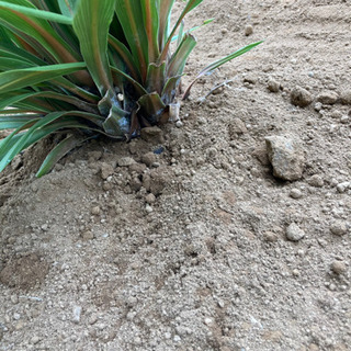 ドラセナ　ニオイシュロラン　80cm 子株多数の画像