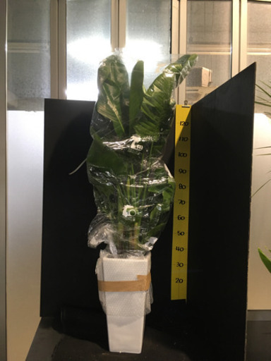 観葉植物　オーガスタ