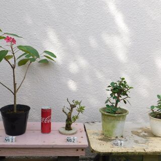 盆栽テイキンザクラ・パンダガジュマル