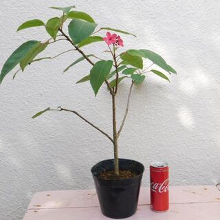 盆栽テイキンザクラ・パンダガジュマルの画像