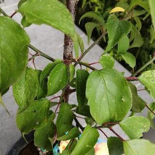 【ご相談中】南高梅　苗木　70cmぐらいの画像