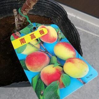 【ご相談中】南高梅　苗木　70cmぐらいの画像