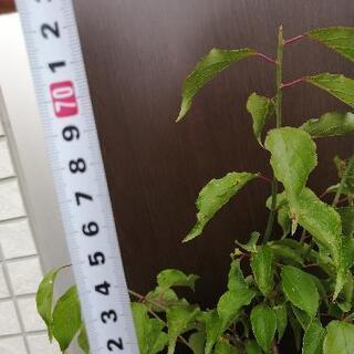 【ご相談中】南高梅　苗木　70cmぐらいの画像