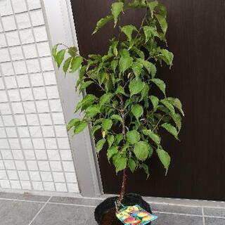 【ご相談中】南高梅　苗木　70cmぐらい