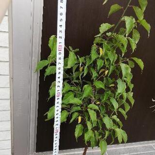 【ご相談中】南高梅　苗木　70cmぐらいの画像