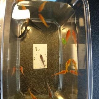 メダカMIX 成魚