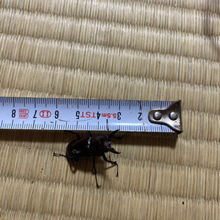 ノコギリクワガタ ヒラタクワガタ