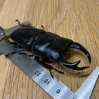 オオクワガタ　3匹(♂70mm以上、♀50mm前後2匹)