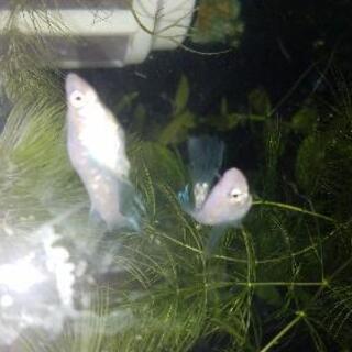 青蝶光ロングフィン　稚魚の画像