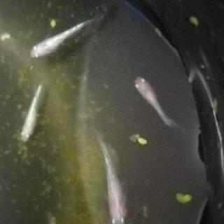 青蝶光ロングフィン　稚魚の画像