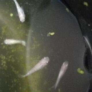青蝶光ロングフィン　稚魚の画像