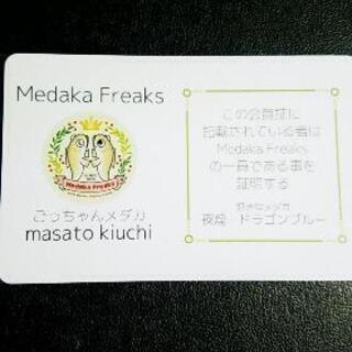 青蝶光ロングフィン　稚魚の画像