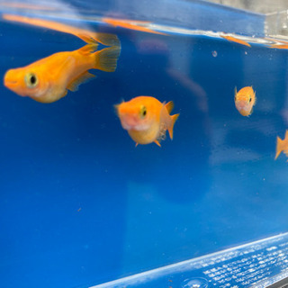 岐阜県 美濃加茂市の熱帯魚の中古が安い！激安で譲ります・無料