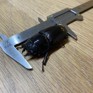 オオクワガタ　メス45mm前後