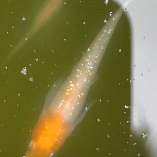 🐟檸檬（レモンラメ）10匹2500円の画像