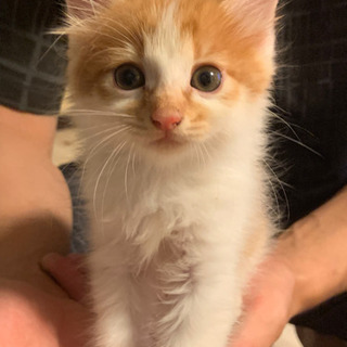 白茶の子猫・オス