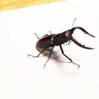 自然採集ノコギリクワガタと簡易飼育セット