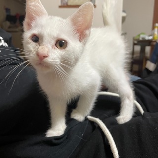 子猫（♀）里親募集
