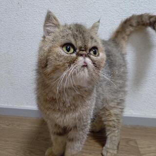 まん丸なエキゾチックショートヘア − 兵庫県