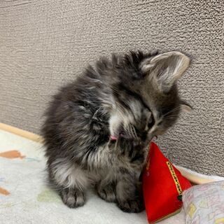 グレース君イケメンでシャイな2ヶ月♂ - 岡崎市