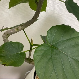 【おしゃれな鉢カバーつき】元気なフィカス　ウンベラータの画像