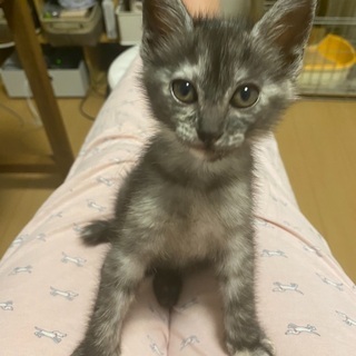 アメショの雑種
