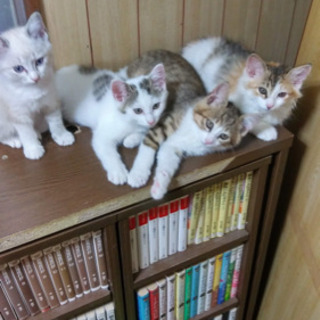 猫のボランティア