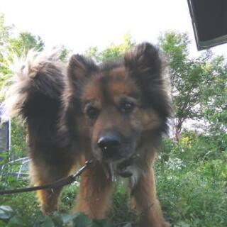 9歳雑種犬　里親募集!
