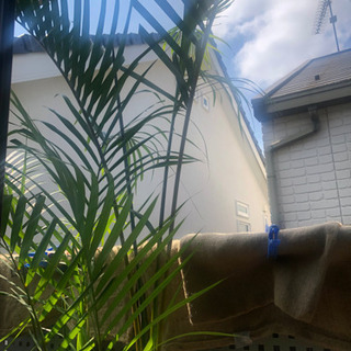 アレカヤシ(鉢植え)2mの画像