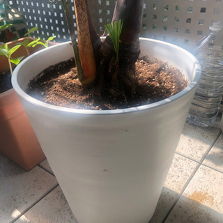 アレカヤシ(鉢植え)2mの画像