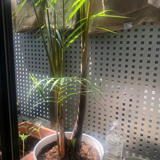 アレカヤシ(鉢植え)2mの画像