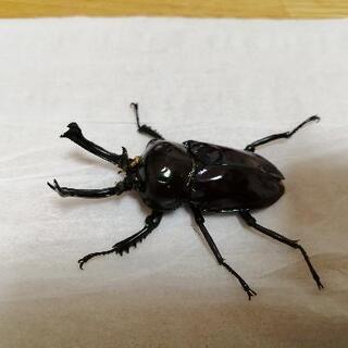 さらに最終値下げ！！　ニジイロクワガタ　レッドブラウン♂♀ペア