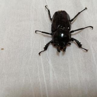 さらに最終値下げ！！　ニジイロクワガタ　レッドブラウン♂♀ペアの画像