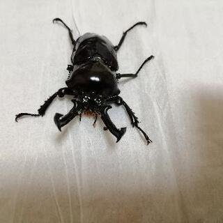 さらに最終値下げ！！　ニジイロクワガタ　レッドブラウン♂♀ペアの画像