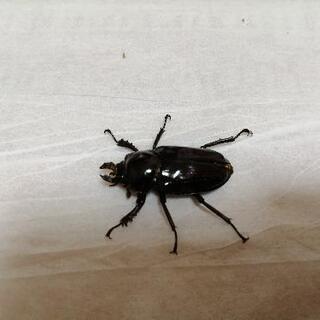 さらに最終値下げ！！　ニジイロクワガタ　レッドブラウン♂♀ペアの画像