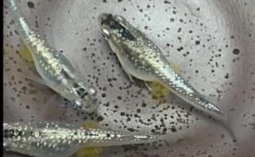 メダカ針子、幼魚10匹+α 、PSB、ゾウリムシ、グリンウォーター、赤玉土