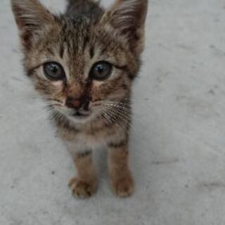 迷子の子猫ちゃん