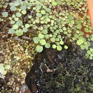 🉐水草ﾐｯｸｽ✨(ホテイ草、ｱﾏｿﾞﾝﾌﾛｯｸﾞﾋﾟｯﾄ、ｵｵｻ...