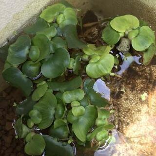 🉐水草ﾐｯｸｽ✨(ホテイ草、ｱﾏｿﾞﾝﾌﾛｯｸﾞﾋﾟｯﾄ、ｵｵｻﾝｼｮｳﾓ、マツモ、ウォーターマッシュルーム等)の画像