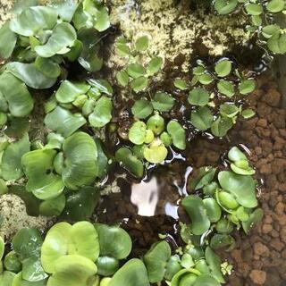 🉐水草ﾐｯｸｽ✨(ホテイ草、ｱﾏｿﾞﾝﾌﾛｯｸﾞﾋﾟｯﾄ、ｵｵｻﾝｼｮｳﾓ、マツモ、ウォーターマッシュルーム等)の画像