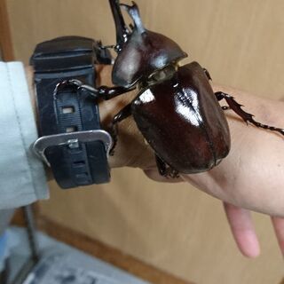 カブトムシ　今年度新成虫　の画像