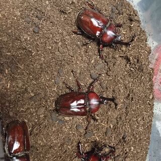 カブトムシ　今年度新成虫　の画像