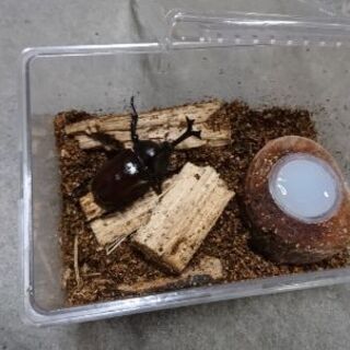 カブトムシ　今年度新成虫　の画像