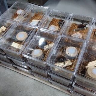 カブトムシ　今年度新成虫　の画像