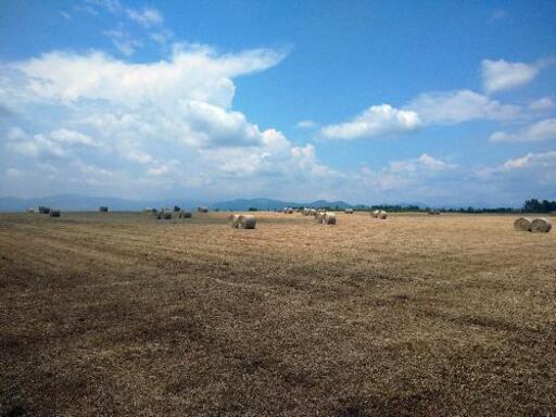 新物‼️ 十勝産  一番牧草 乾草ロール