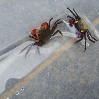 バンパイアクラブ