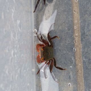 バンパイアクラブの画像