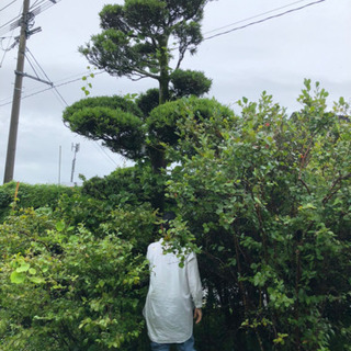 イヌマキ 植木の画像