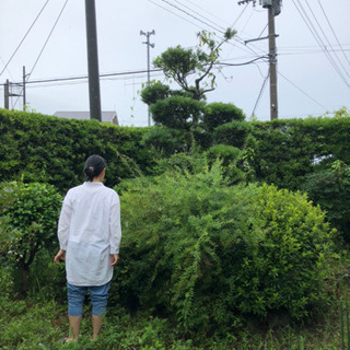 イヌマキ 植木の画像