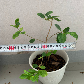 ニオイバンマツリ　鉢ごと一つ　